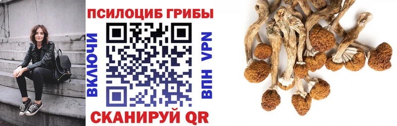 Псилоцибиновые грибы Psilocybe Елизаветинская